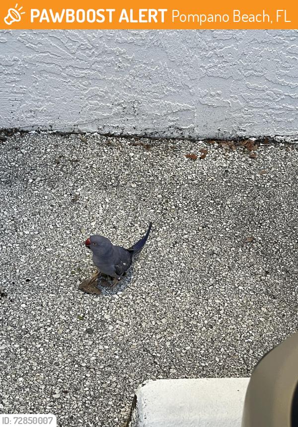 Found/Stray Unknown Bird last seen Powerline and wiles, Pompano Beach, FL 33060