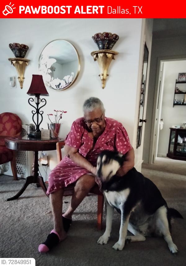 Lost Male Dog last seen WAGON WHEELS , Dallas, TX 75241