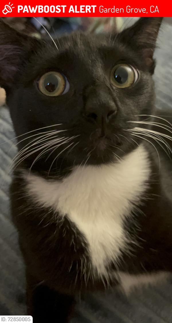 Lost Male Cat last seen Brookhurst and 13th, Garden Grove, CA 92844