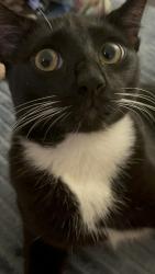 Lost Male Cat last seen Brookhurst and 13th, Garden Grove, CA 92844