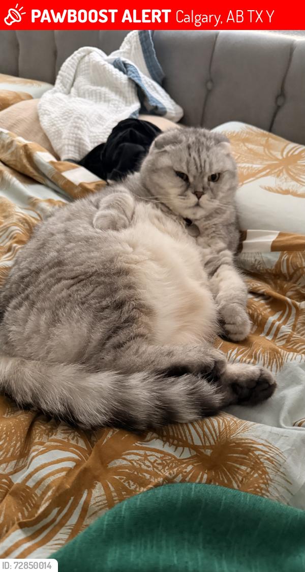 Lost Male Cat last seen Near Wolf Creek drive, Calgary, AB T2X 4Y9