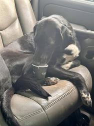 Lost Female Dog last seen 1500east 3400south, Gooding County, ID 83355