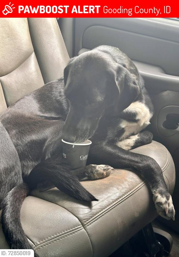Lost Female Dog last seen 1500east 3400south, Gooding County, ID 83355