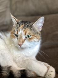 Lost Female Cat last seen Debbyann Pl & Twining Ave, San Diego, CA 92154