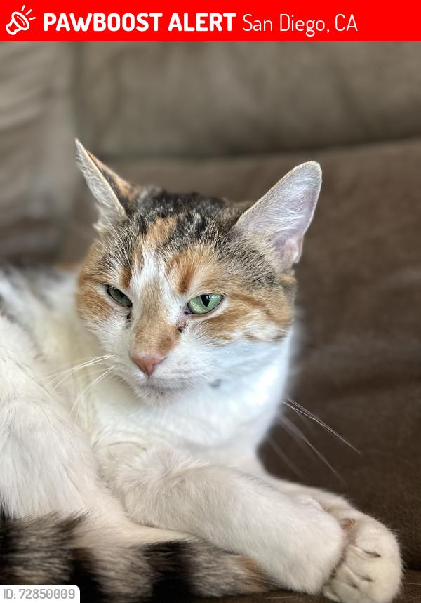 Lost Female Cat last seen Debbyann Pl & Twining Ave, San Diego, CA 92154