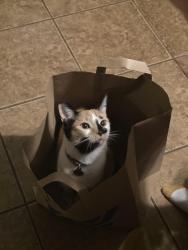 Lost Female Cat last seen Wendy's off portsmouth blvd CS Capri Cir., Chesapeake, VA 23321