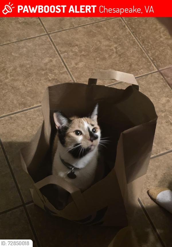 Lost Female Cat last seen Wendy's off portsmouth blvd CS Capri Cir., Chesapeake, VA 23321