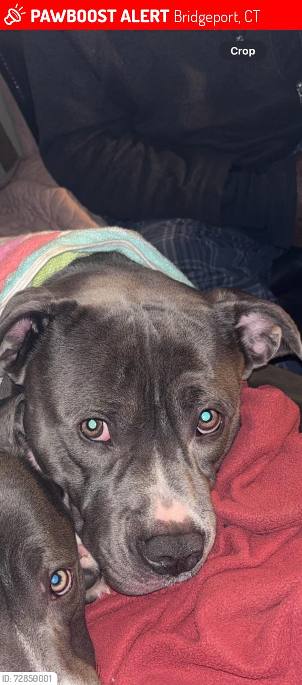 Lost Male Dog last seen Frankies Diner, Bridgeport, CT 06610