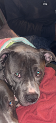 Lost Male Dog last seen Frankies Diner, Bridgeport, CT 06610