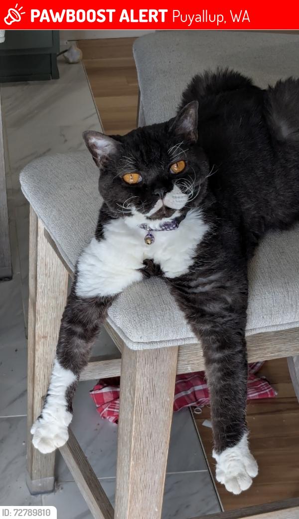 Lost Female Cat last seen 136th and 122nd, Puyallup, WA 98374