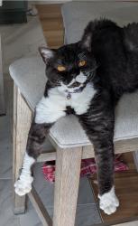 Lost Female Cat last seen 136th and 122nd, Puyallup, WA 98374
