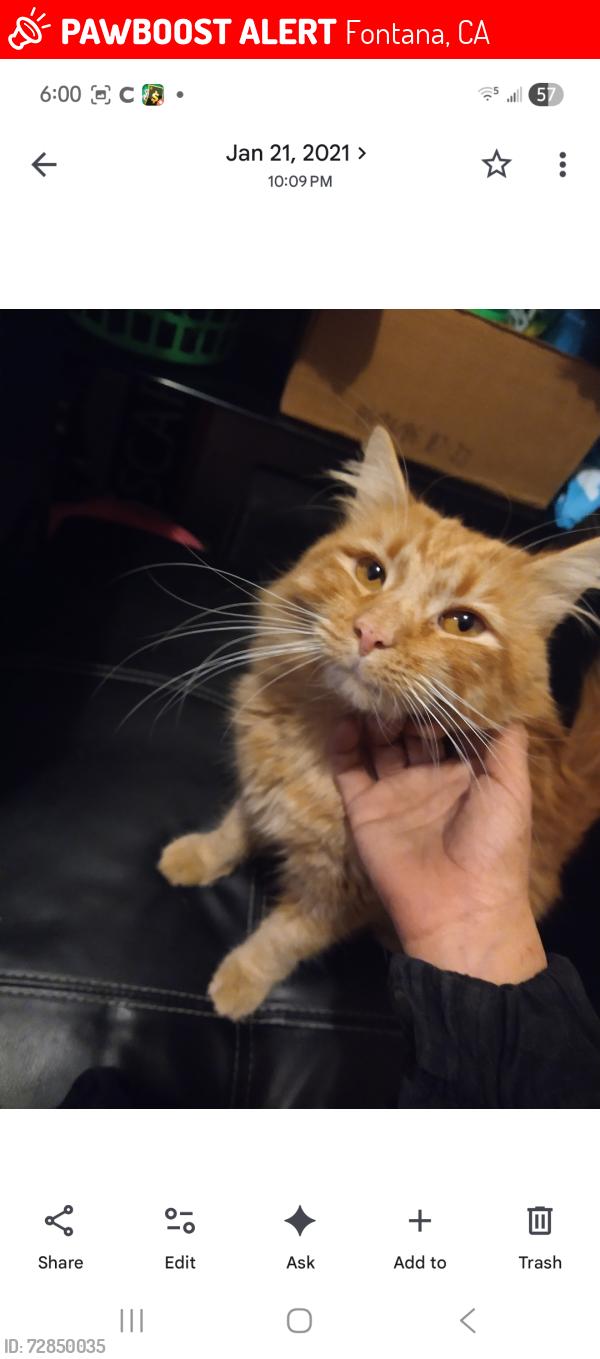 Lost Male Cat last seen Tamarind and merrill, Fontana, CA 92335