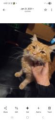 Lost Male Cat last seen Tamarind and merrill, Fontana, CA 92335