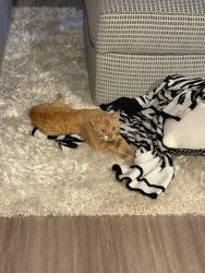 Found/Stray Male Cat last seen Near FM 1488, Magnolia, TX 77354, Magnolia, TX 77354