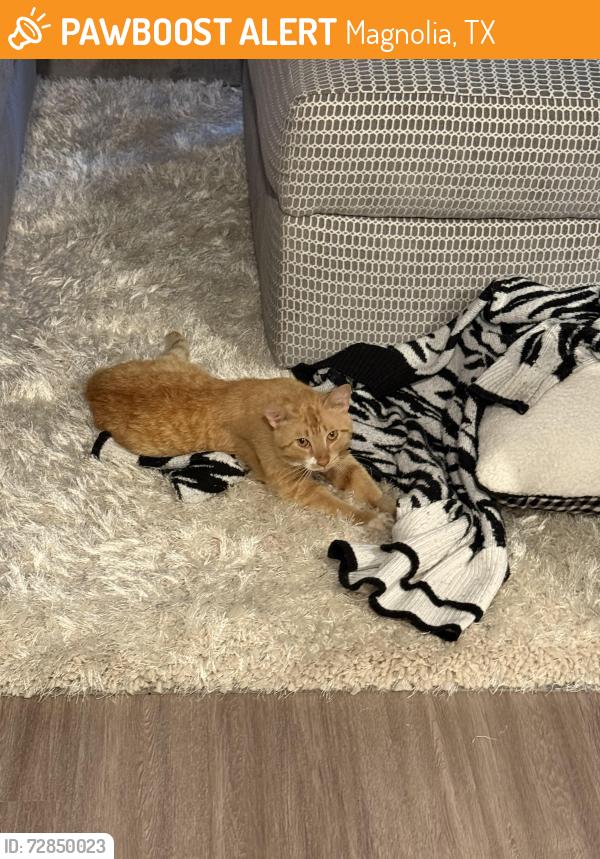 Found/Stray Male Cat last seen Near FM 1488, Magnolia, TX 77354, Magnolia, TX 77354