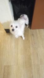 Lost Female Dog last seen Curran&Northgate, German Township, IN 47201