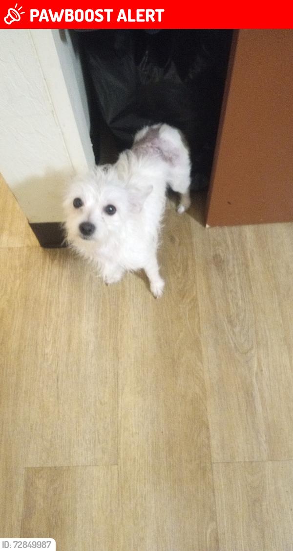 Lost Female Dog last seen Curran&Northgate, German Township, IN 47201