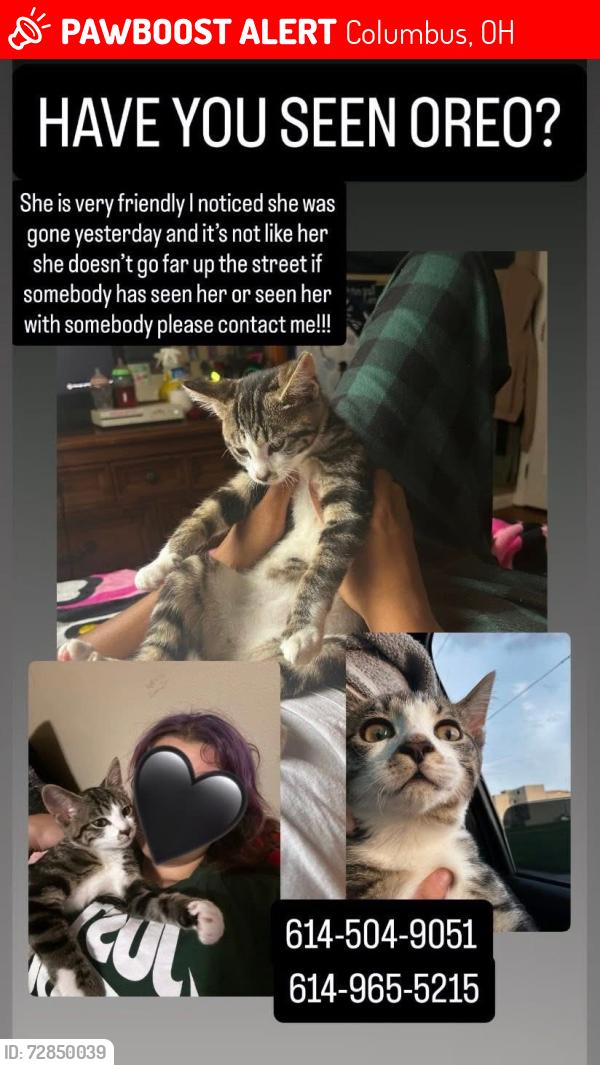 Lost Female Cat last seen burbank rd, Columbus, OH 43232