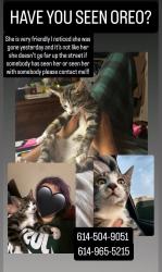 Lost Female Cat last seen burbank rd, Columbus, OH 43232