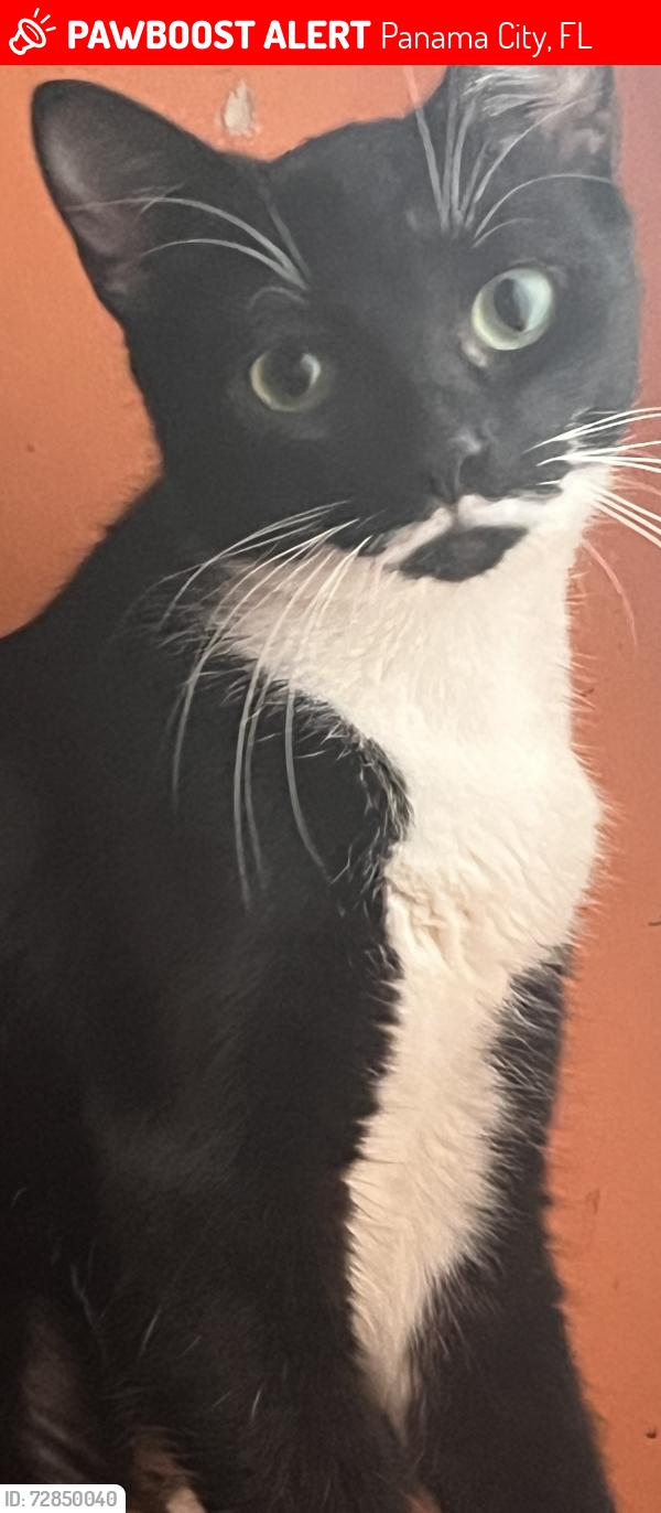 Lost Female Cat last seen Near , Panama City, FL 32404