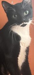 Lost Female Cat last seen Near , Panama City, FL 32404