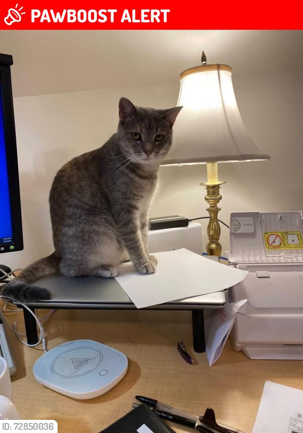 Lost Female Cat last seen Near Rockland Hills, Camden Wyoming, DE 19934