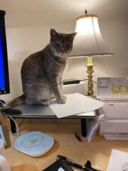 Lost Female Cat last seen Near Rockland Hills, Camden Wyoming, DE 19934