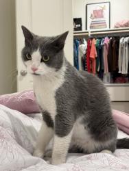 Found/Stray Female Cat last seen mariposa ave &  cole ave, Riverside, CA 92508