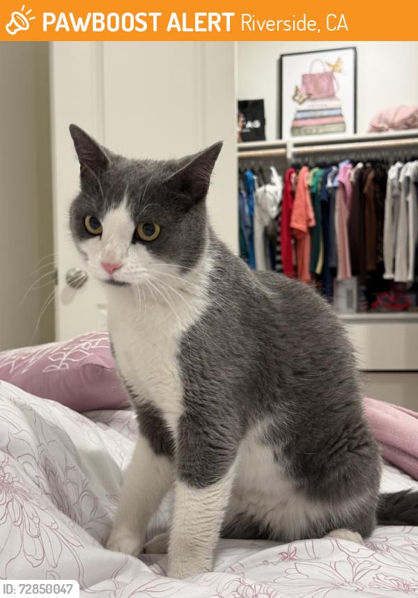 Found/Stray Female Cat last seen mariposa ave &  cole ave, Riverside, CA 92508