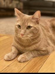 Lost Male Cat last seen Sunset blvd and 164th Pl SE Bot 98012, Snohomish County, WA 98012