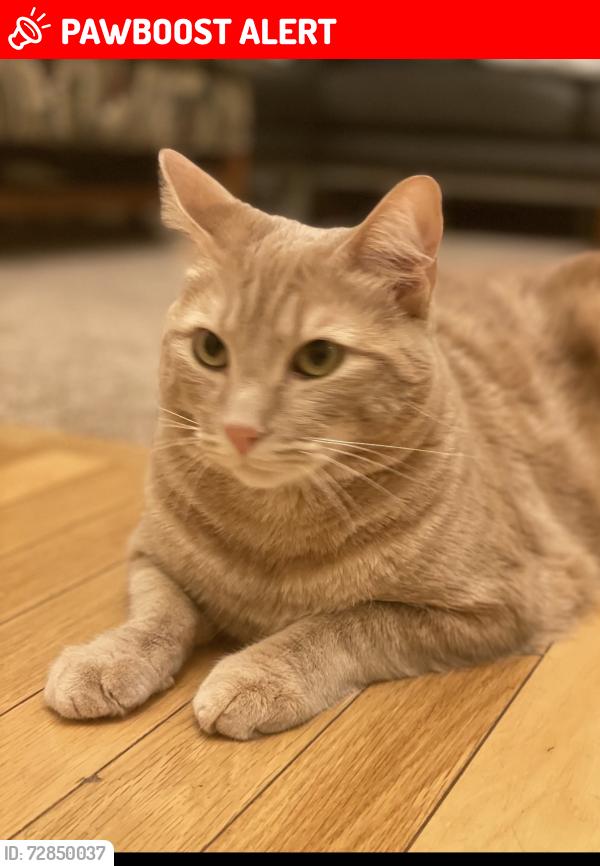 Lost Male Cat last seen Sunset blvd and 164th Pl SE Bot 98012, Snohomish County, WA 98012