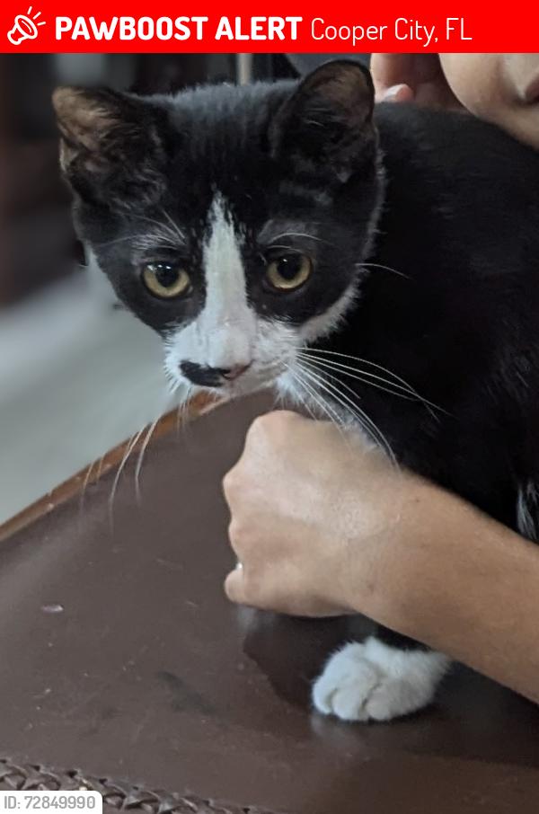 Lost Male Cat last seen Cooper city , Cooper City, FL 33328