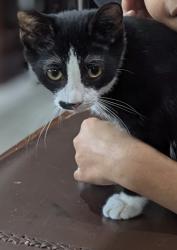 Lost Male Cat last seen Cooper city , Cooper City, FL 33328