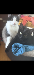 Lost Female Cat last seen Highland and Juneau , Elm Grove, WI 53122