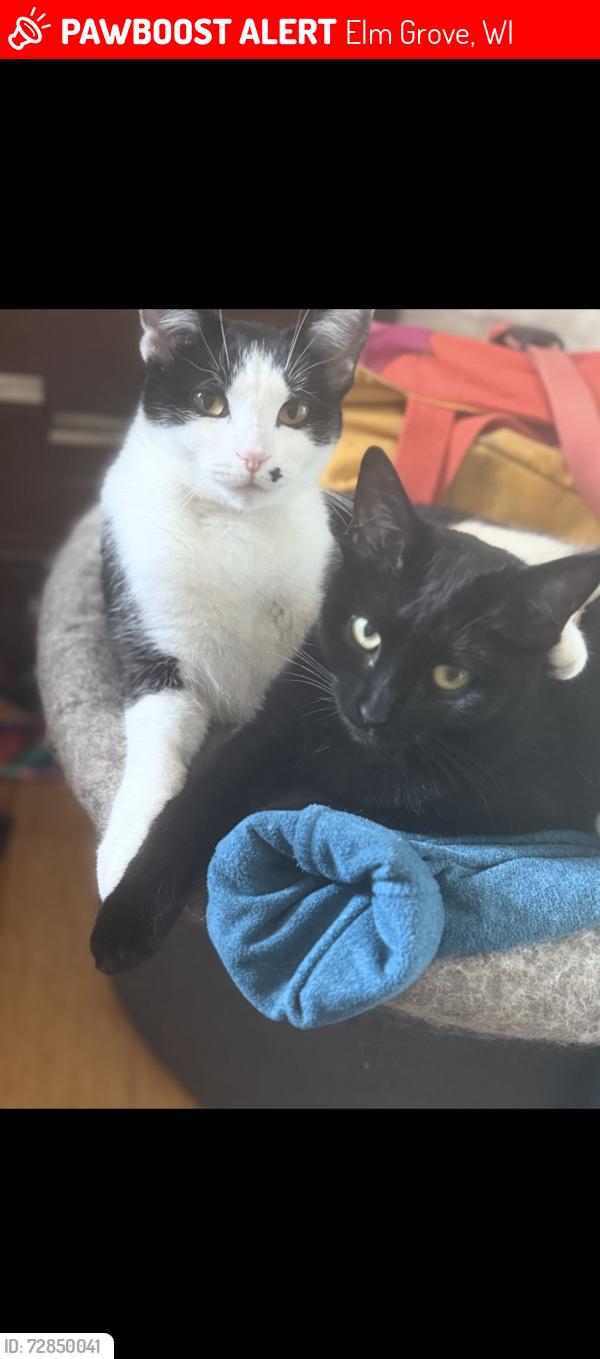 Lost Female Cat last seen Highland and Juneau , Elm Grove, WI 53122