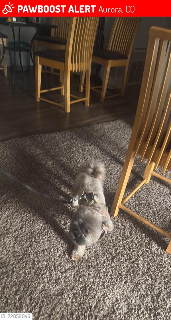 Lost Male Dog last seen Apr h2 103, Aurora, CO 80247