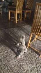 Lost Male Dog last seen Apr h2 103, Aurora, CO 80247