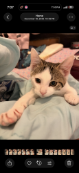 Lost Male Cat last seen On Rocky river drive  between Sedalia and Valleyview, Cleveland, OH 44135