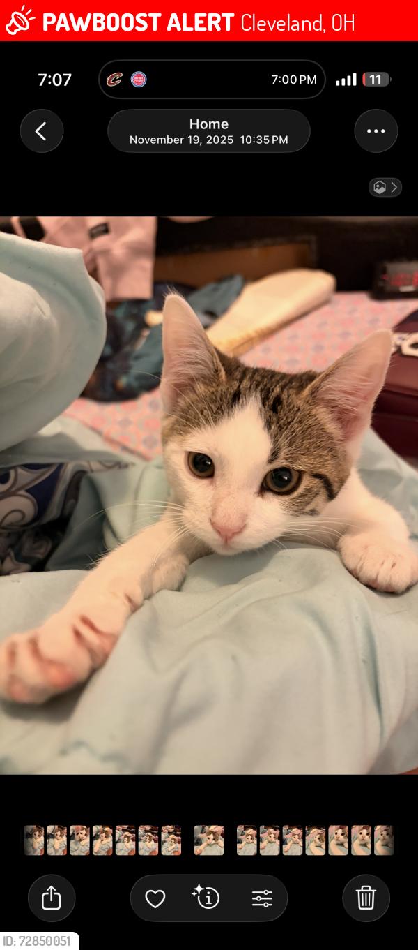 Lost Male Cat last seen On Rocky river drive  between Sedalia and Valleyview, Cleveland, OH 44135