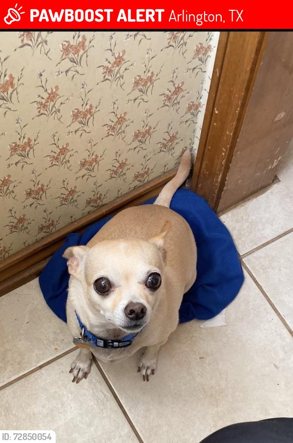 Lost Male Dog last seen Allen Ave, Arlington, TX 76014