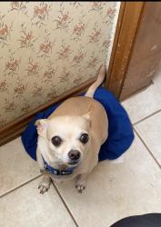 Lost Male Dog last seen Allen Ave, Arlington, TX 76014