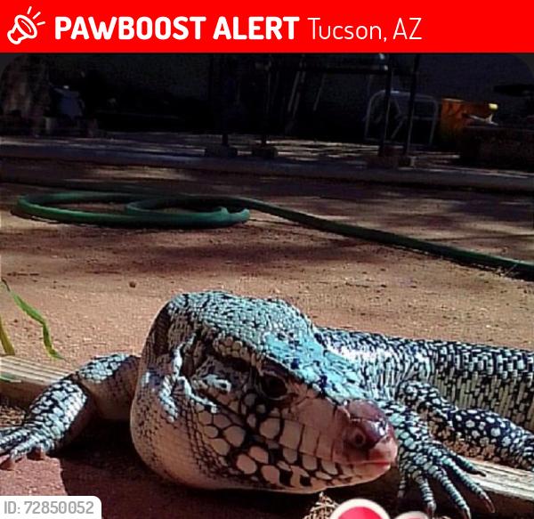 Lost Male Reptile last seen Bus stop, Tucson, AZ 85708