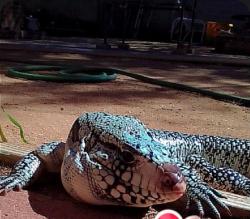 Lost Male Reptile last seen Bus stop, Tucson, AZ 85708