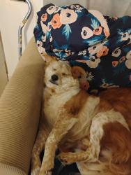 Lost Male Dog last seen Fayle st, Baytown, TX 77520