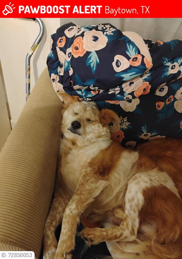 Lost Male Dog last seen Fayle st, Baytown, TX 77520