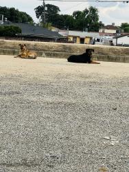 Found/Stray Male Dog last seen Decatur and Oildale Dr , Bakersfield, CA 93308