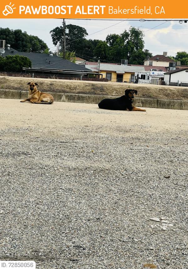 Found/Stray Male Dog last seen Decatur and Oildale Dr , Bakersfield, CA 93308