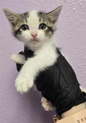 Shelter Stray Female Cat last seen El Paso, TX 79915, Fort Bliss, TX 79906