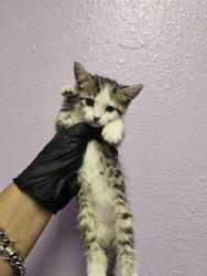 Shelter Stray Female Cat last seen El Paso, TX 79915, Fort Bliss, TX 79906