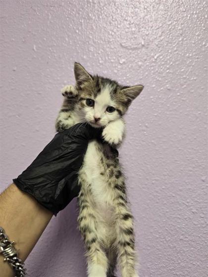Shelter Stray Female Cat last seen El Paso, TX 79915, Fort Bliss, TX 79906